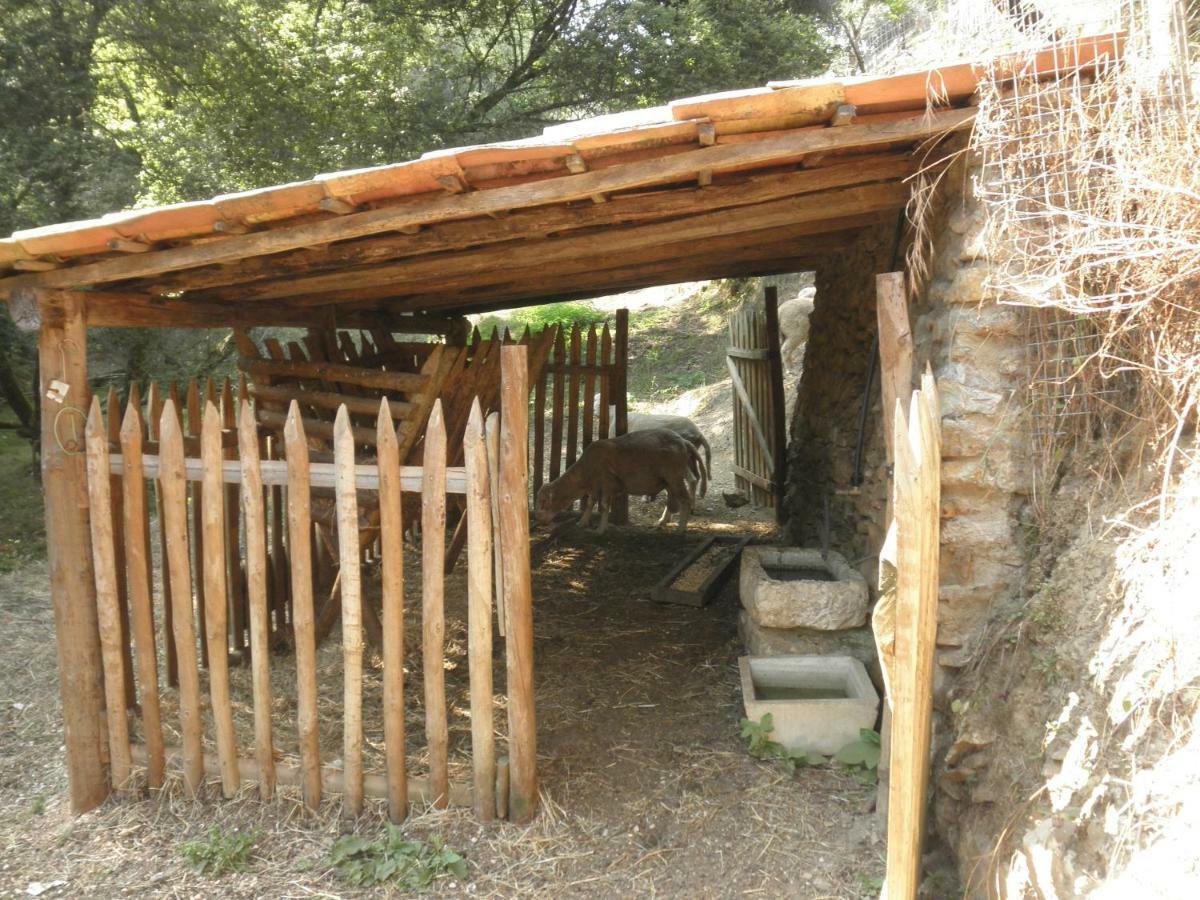 Casa Velha Villa Figueiro Dos Vinhos Kültér fotó